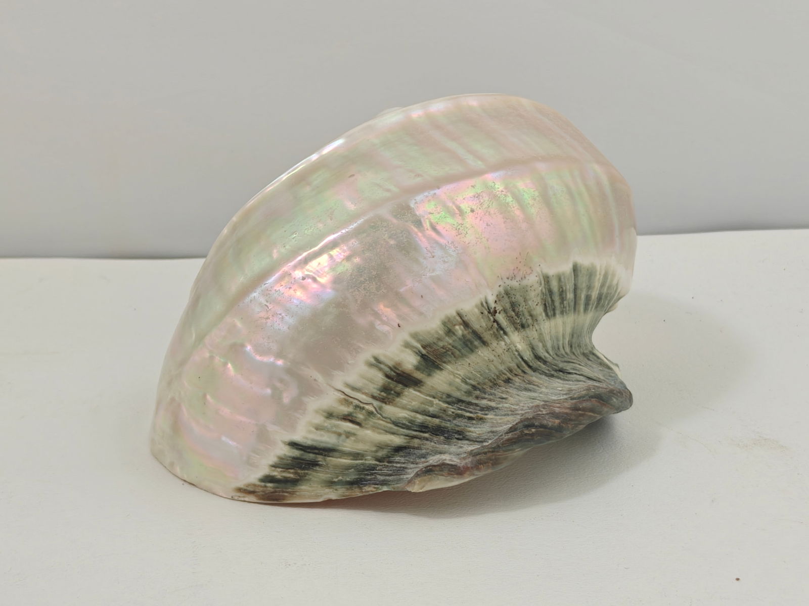 White Pearl Turbo Shell - 3