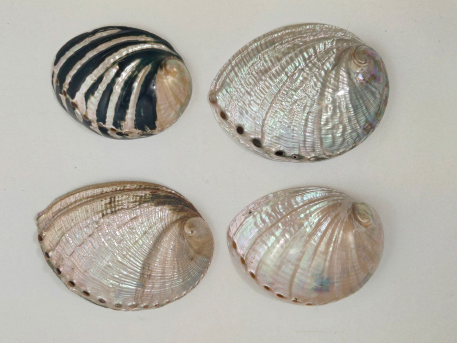 Abalone Shells with Iridescent Mother of Pearl Interiors (4) (1 of 10)