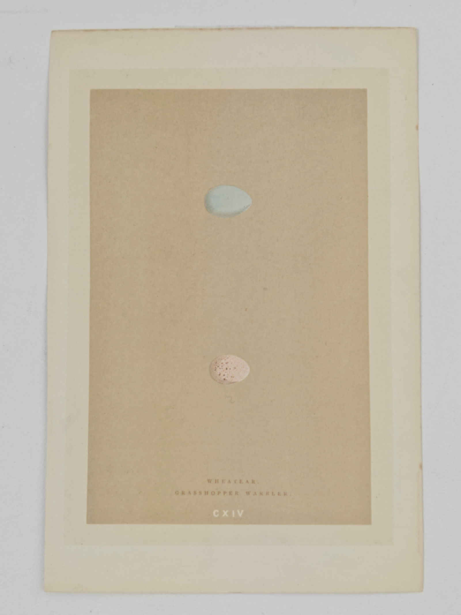 Rev. Francis Orpen Morris, A Natural History of the Nests and Eggs of British Birds, Wheatear and: Hand colored lithograph from Rev. Francis Orpen Morris’ celebrated A Natural History of the Nests and Eggs of British Birds, Plate CXIV, depicting the delicately rendered eggs of the Wheatear and