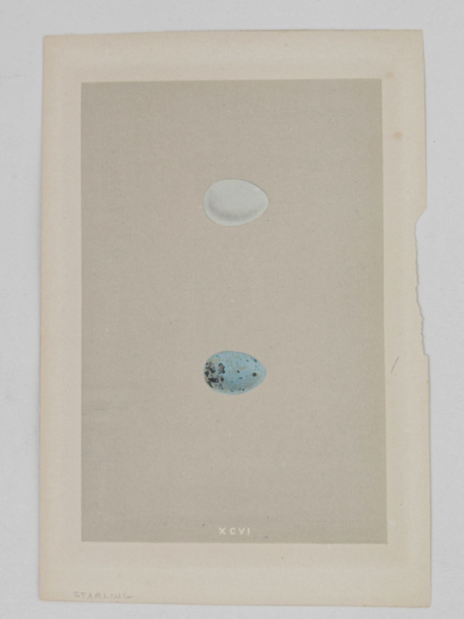 Rev. Francis Orpen Morris, A Natural History of the Nests and Eggs of British Birds, Starling Eggs,: Hand colored lithograph from Rev. Francis Orpen Morris’ A Natural History of the Nests and Eggs of British Birds, Plate XCVI, depicting the eggs of the Starling. This Victorian natural history