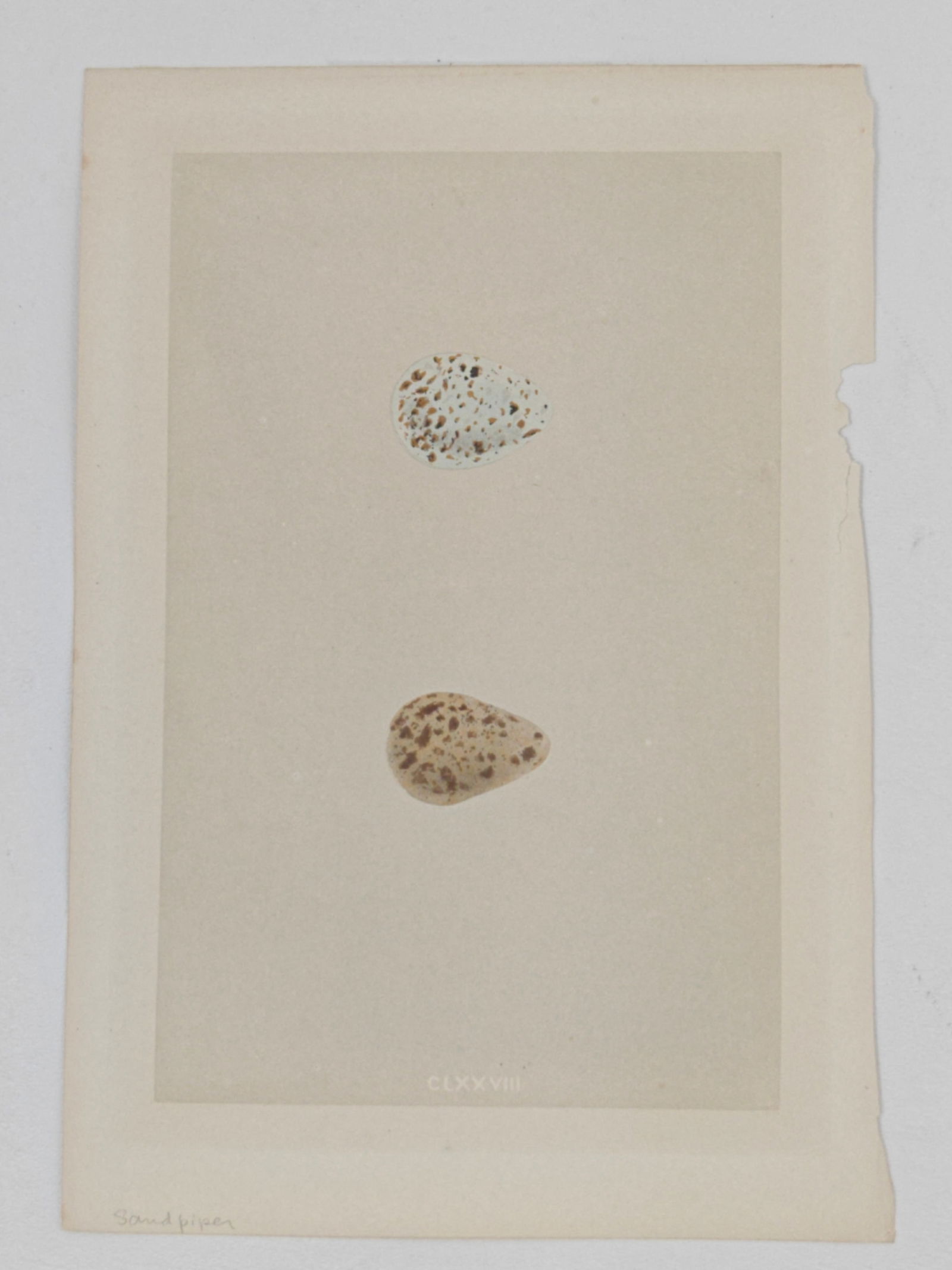 Rev. Francis Orpen Morris, A Natural History of the Nests and Eggs of British Birds, Sandpiper Eggs,: Hand colored lithograph from Rev. Francis Orpen Morris’ A Natural History of the Nests and Eggs of British Birds, Plate CLXXVIII, depicting the speckled eggs of the Sandpiper. This Victorian