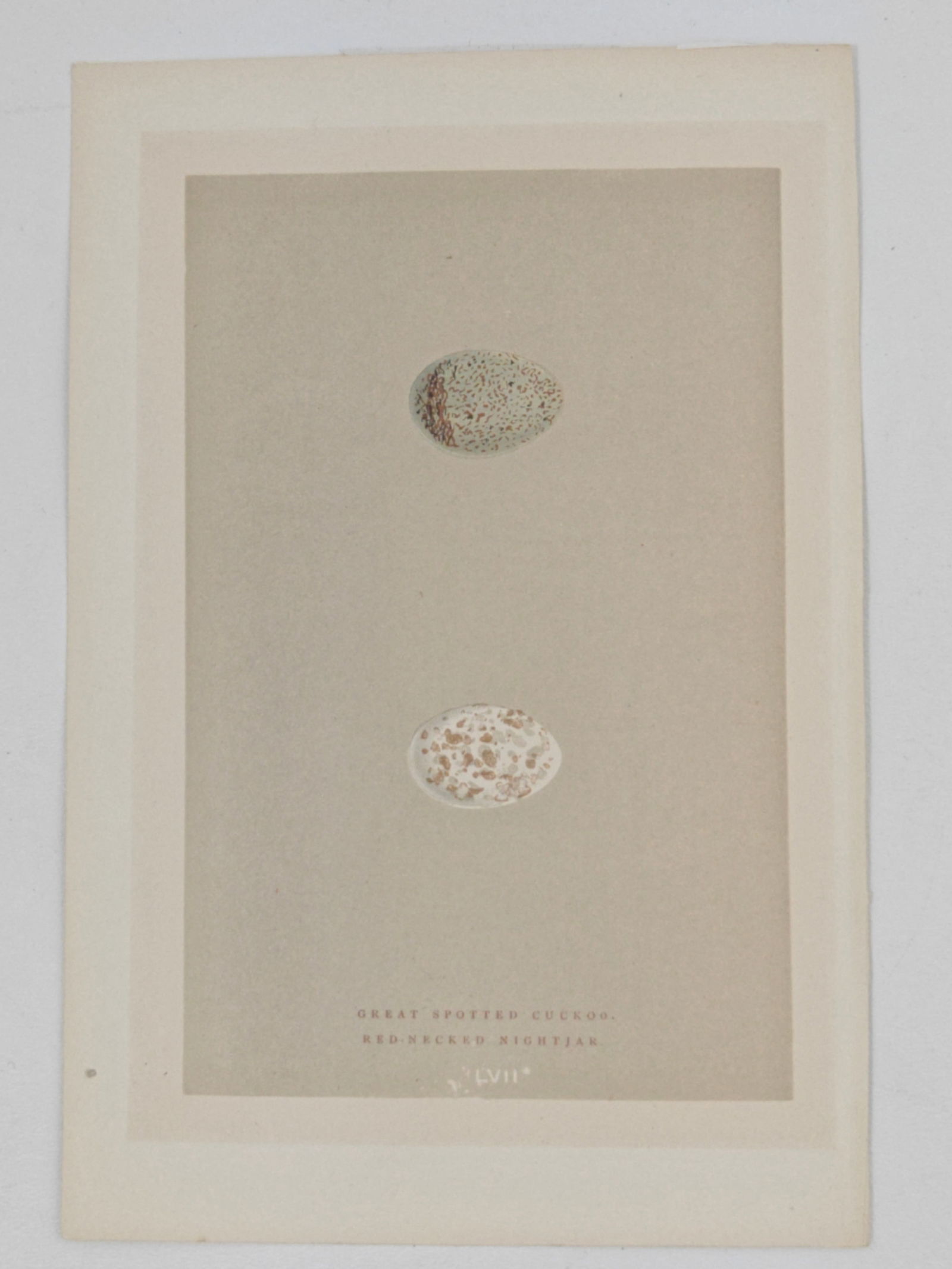 Rev. Francis Orpen Morris, A Natural History of the Nests and Eggs of British Birds, Great Spotted: Hand colored lithograph from Rev. Francis Orpen Morris’ A Natural History of the Nests and Eggs of British Birds, Plate LVII, depicting the eggs of the Great Spotted Cuckoo and Red-Necked Nightjar.