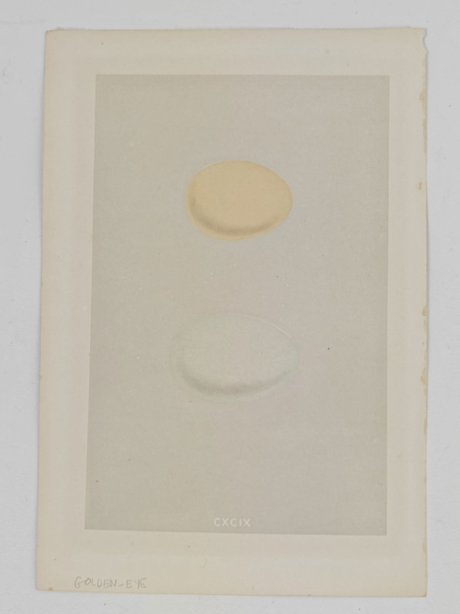 Rev. Francis Orpen Morris, A Natural History of the Nests and Eggs of British Birds, Hand Colored: A delicate hand-colored lithograph from Rev. Francis Orpen Morris’s celebrated Natural History of the Nests and Eggs of British Birds, depicting the softly shaded egg of the Goldeneye. Rendered