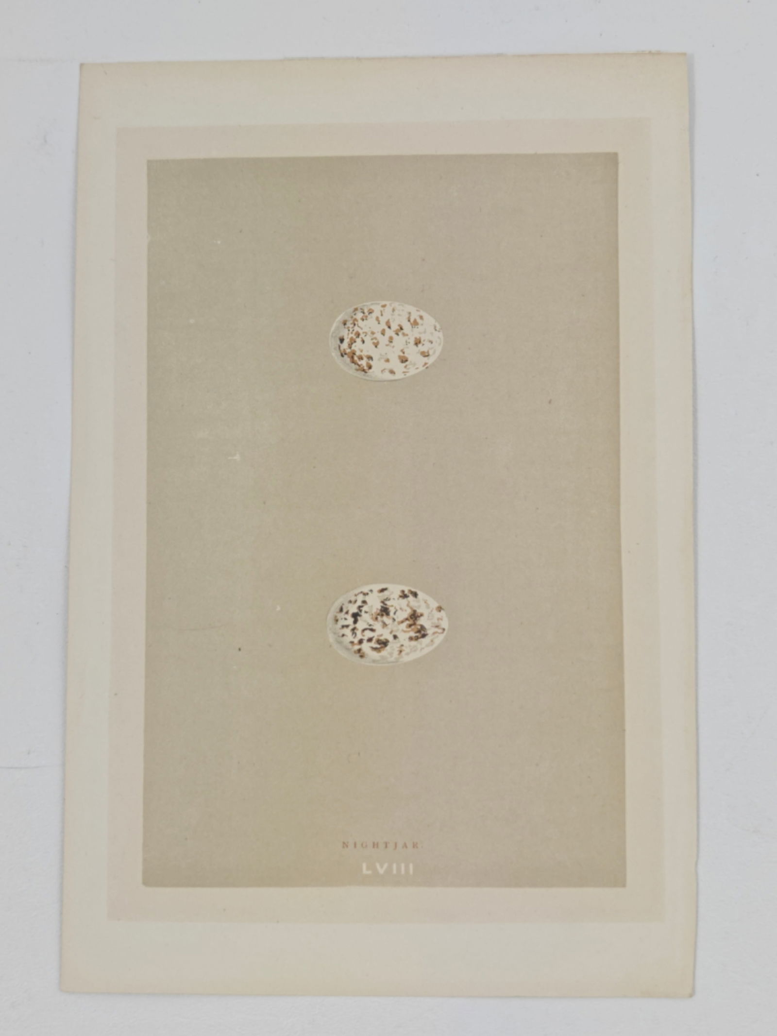 Rev. Francis Orpen Morris A Natural History of the Nests and Eggs of British Birds Hand Colored: A delicate hand colored lithograph from Morris’s celebrated study of British birdlife, depicting the finely mottled eggs of the Nightjar. Floating against a soft neutral ground, the subtle