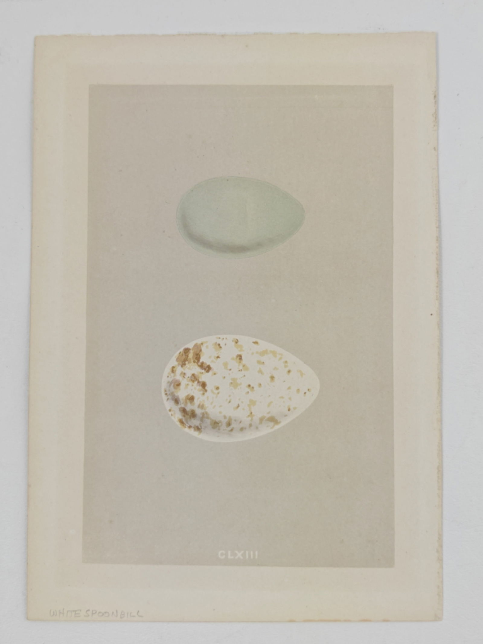 Rev. Francis Orpen Morris, A Natural History of the Nests and Eggs of British Birds, Hand Colored: A delicate hand colored lithograph from Rev. Francis Orpen Morris’ celebrated Natural History of the Nests and Eggs of British Birds, depicting the softly tinted eggs of the White Spoonbill. The