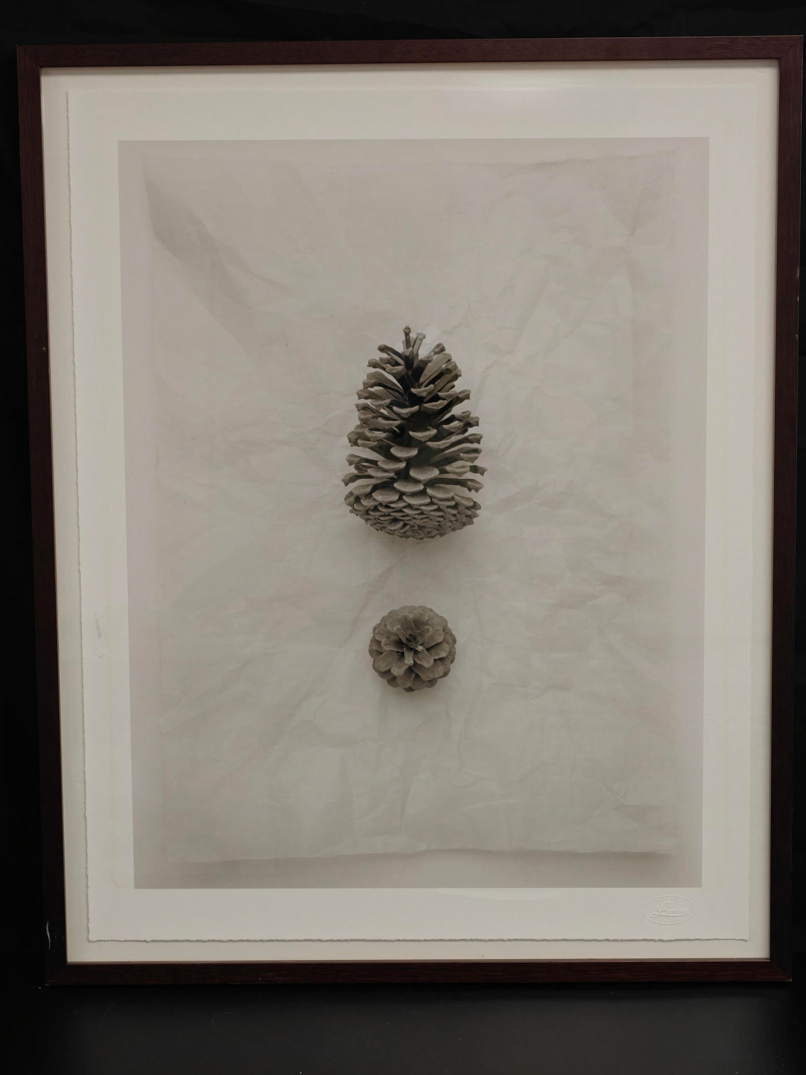Kenro Izu Still Life Pinecone Photogravure, Limited Edition, LensWork New York: A refined still life photogravure by Kenro Izu depicting two pinecones suspended against softly crumpled paper, rendered with delicate tonal gradation and meditative stillness. The larger cone hovers