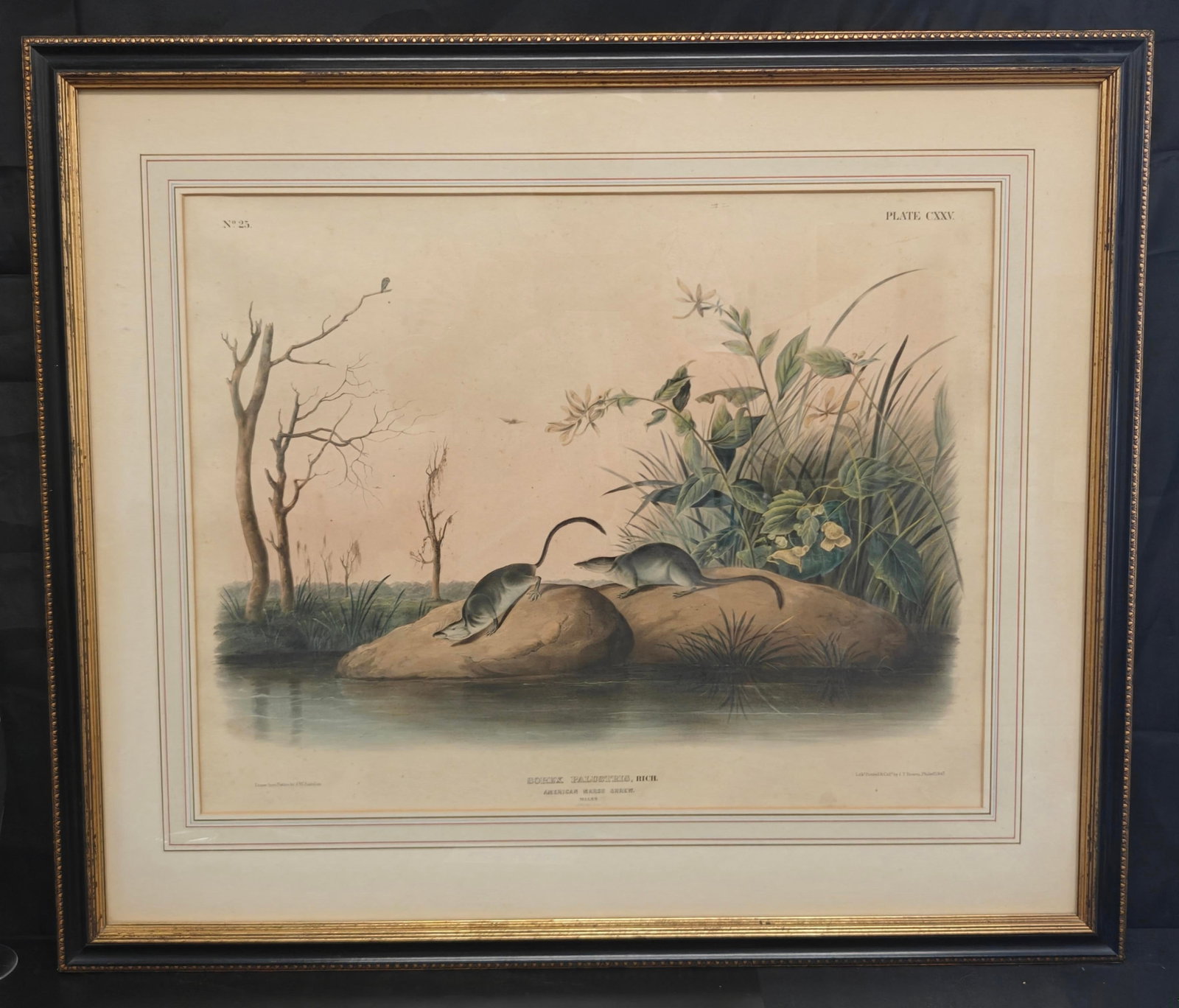 1847 J.W. Audubon Quadrupeds Plate 125 "American Marsh Shrew" Lithograph (1 of 7)
