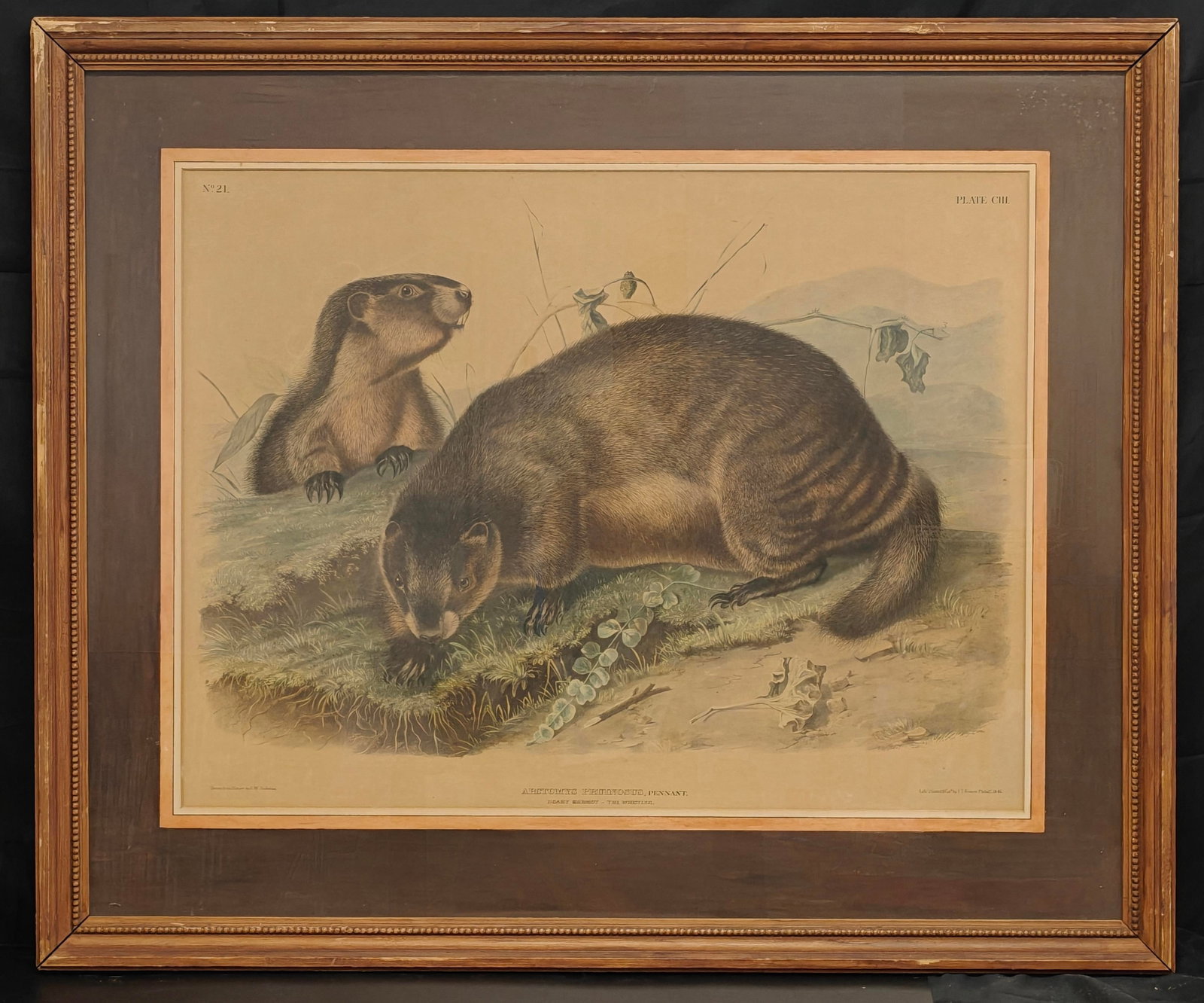 1846 J.W. Audubon Quadrupeds Plate 103 "Hoary Marmot (The Whistler)" Lithograph (1 of 7)