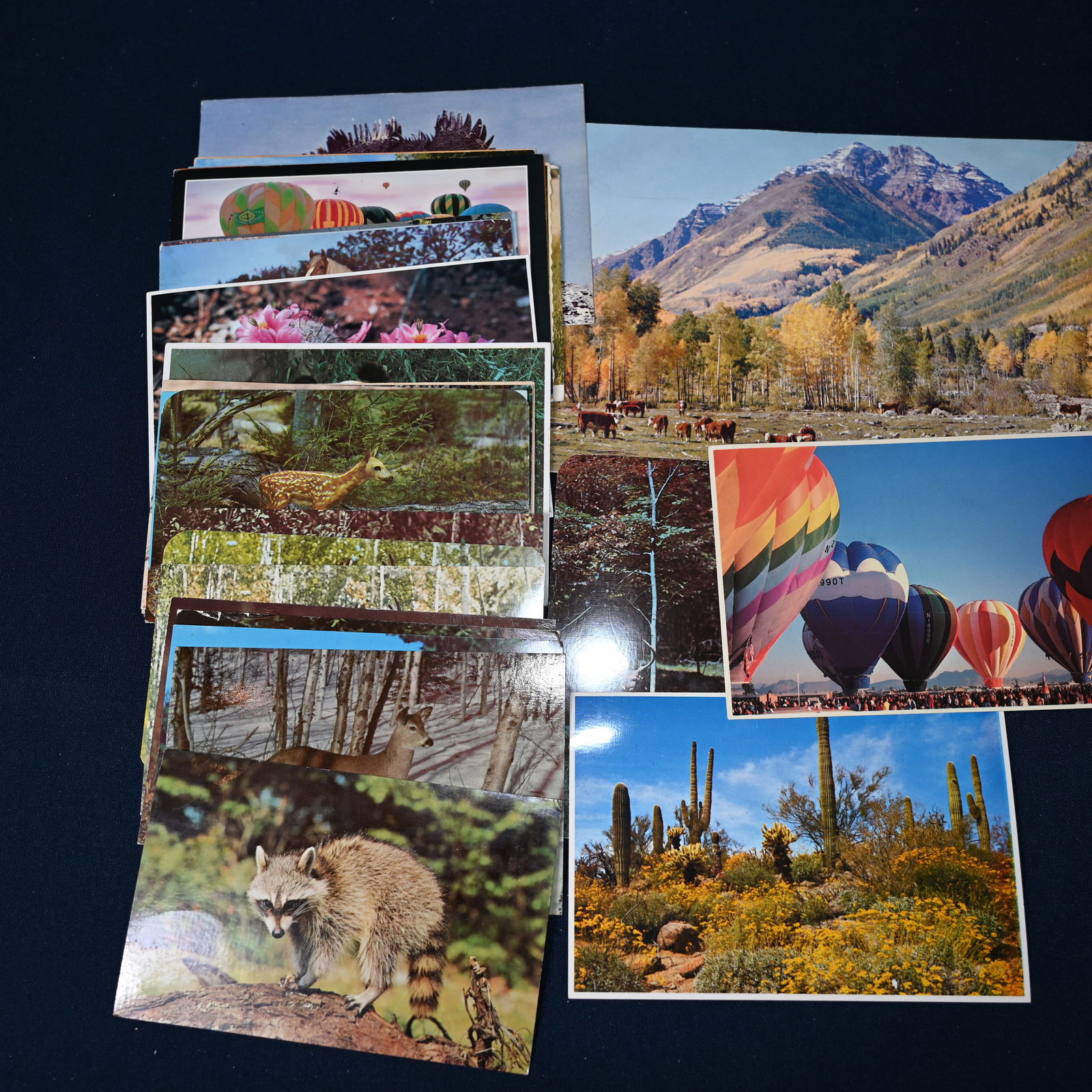 Animals and Scenic Postcards - Lot of 25+: Some used, some unused