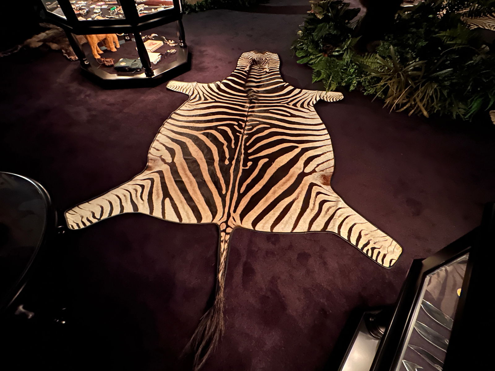 GIANT Taxidermy Zebra Rug (1 of 2)