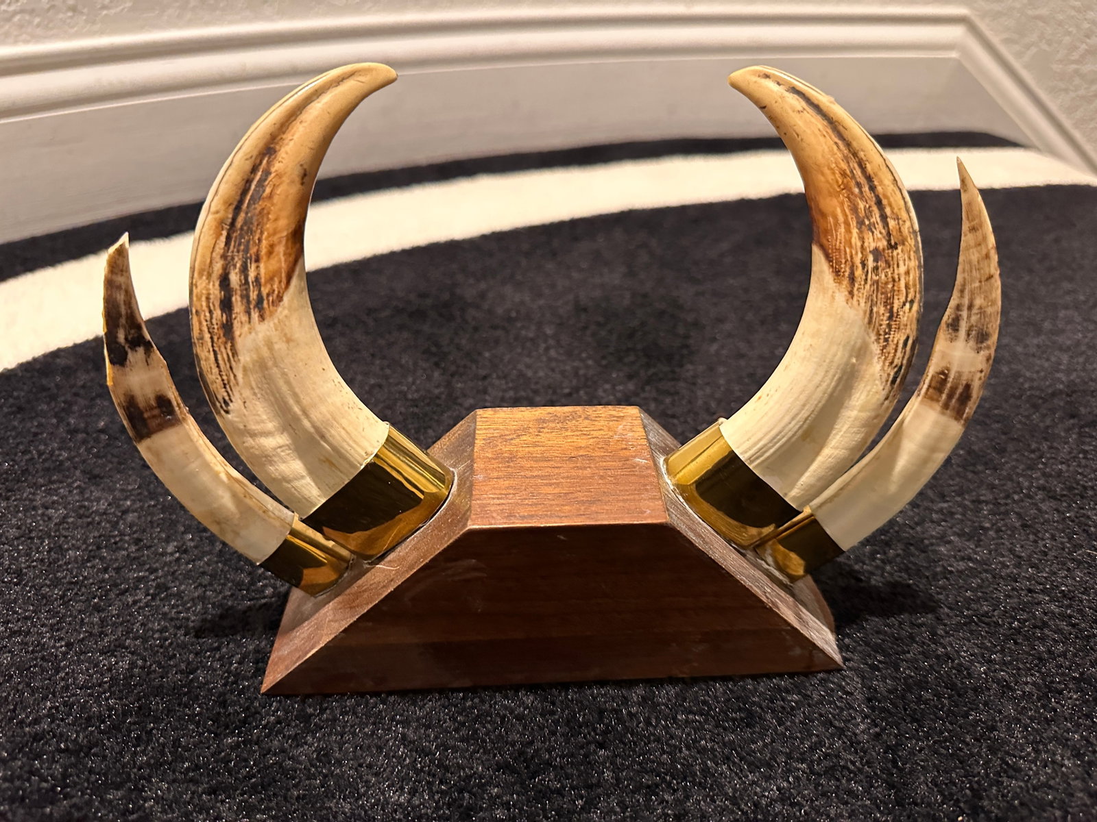 African Warthog Tusk Display on Wood Base: African Warthog Tusk Display on wood base with brass holders. The display measures approximately 9 inches wide by 6 inches tall and 2 1/2 inches deep. The largest of the tusks measures approximately 6