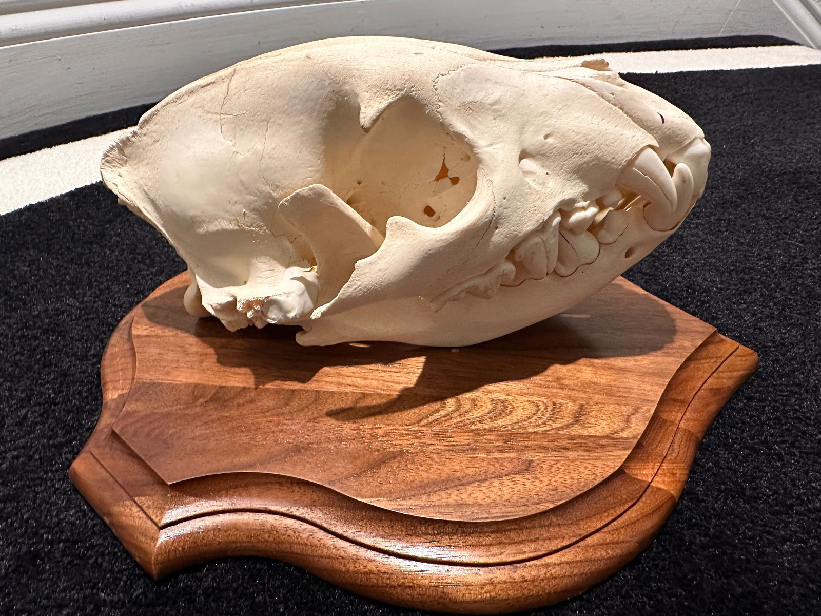 African Hyena Skull on Plaque: African Hyena Skull on Plaque. This is a very clean skull with all teeth present. It is hard to find a Hyena skull with teeth this nice. There is a flaw on this particular skull. When looking at the s