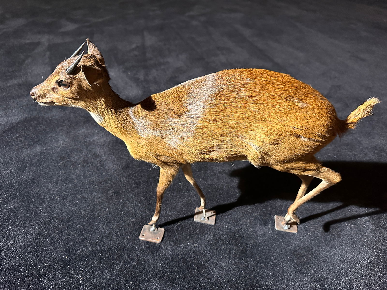 SUPER RARE taxidermy Dwarf Bate's Pygmy Antelope (1 of 10)