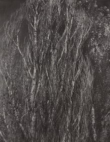 Alfred Stieglitz, Poplars, Lake George, Alfred Stieglitz Memorial Portfolio 1864-1946, Limited