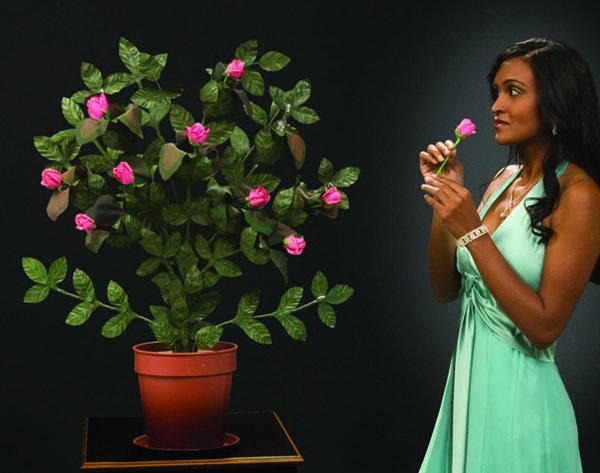 (Apparatus) Rose Bush. Petrie-Lewis Mfg, ca. 196: (Apparatus) Rose Bush. Petrie-Lewis Mfg, ca. 1963. One of the last items built by Petrie-Lewis, purchased by L.C. Smith MR.E. Kept in its original wood case over 50 years. Original roses and instructi