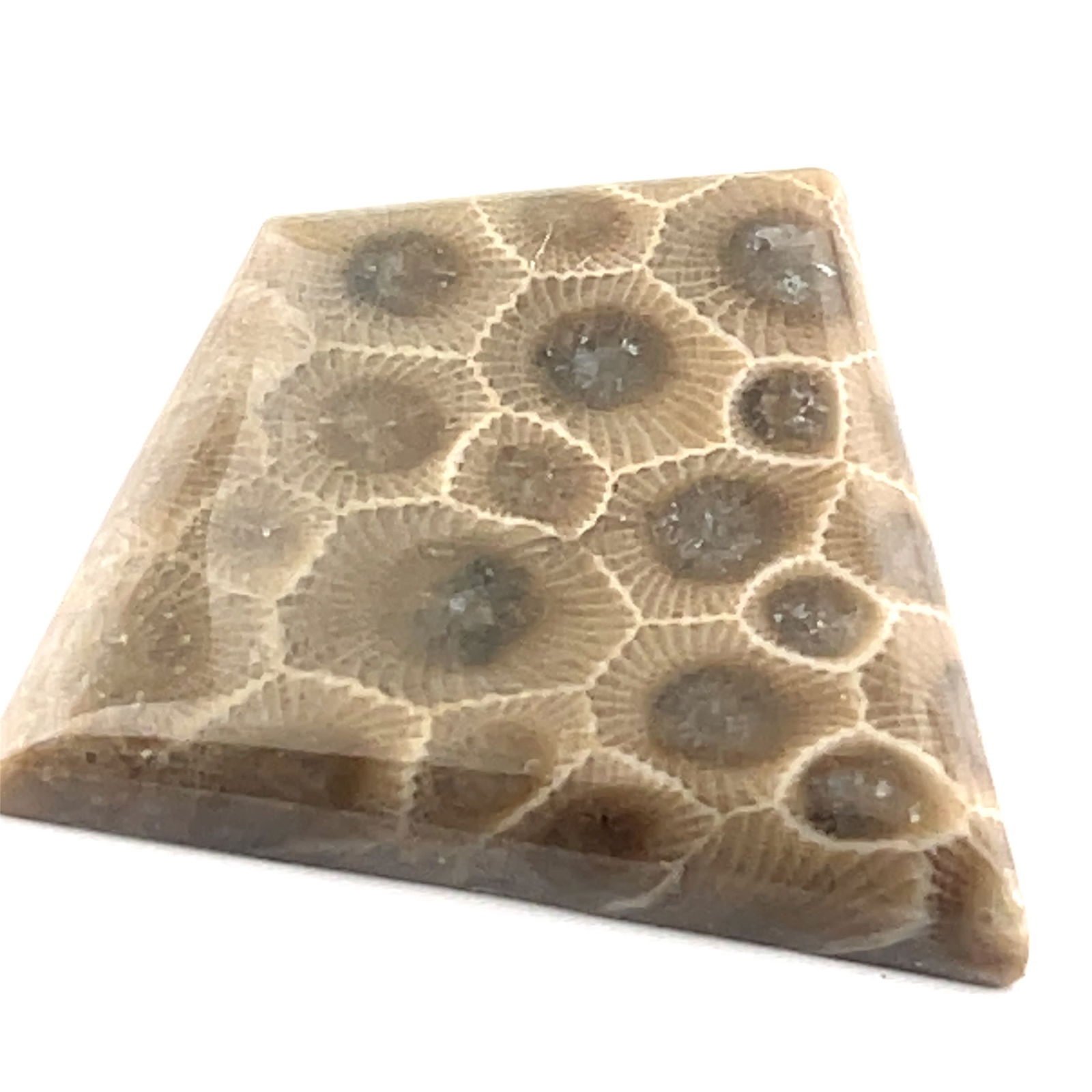 Fossilized Petoskey Stone Loose Gemstone 42.1x34.5 - 77.86 ct (1 of 3)
