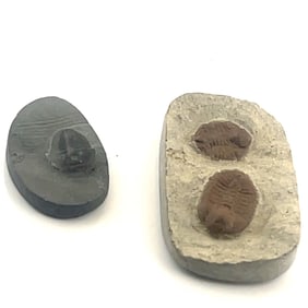 Trilobite Fossil Beads / Stones - 48.6ct - 20.1x33.7