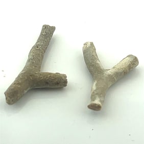 Rhombopora Fossil Branches - - x