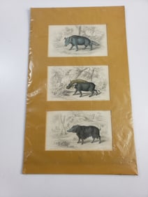 Lizars SC Antique Etchings of Warthogs Hand Tinted 17x10