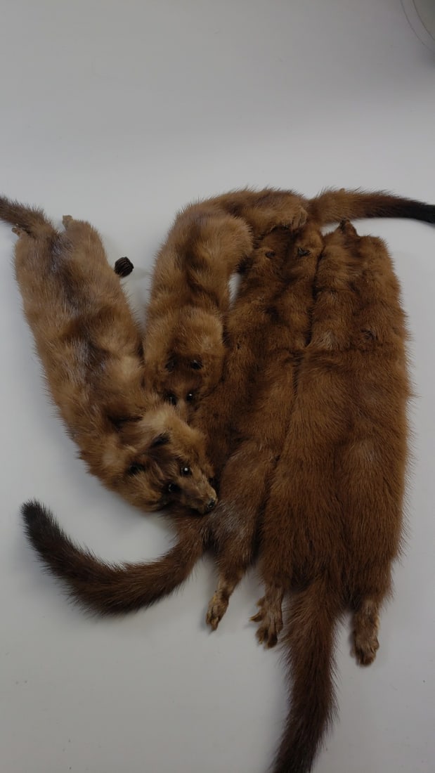 Estate Fur Mink Stole: This auction contains a wide range of vintage estate items and collectibles all sold with no reserve.Local pick up details will be provided at the end of the sale. In-house shipping is available at th