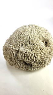 Large Vintage Brain Coral Specimen: This auction contains a wide range of vintage estate items and collectibles all sold with no reserve.Local pick up details will be provided at the end of the sale. In-house shipping is available at th