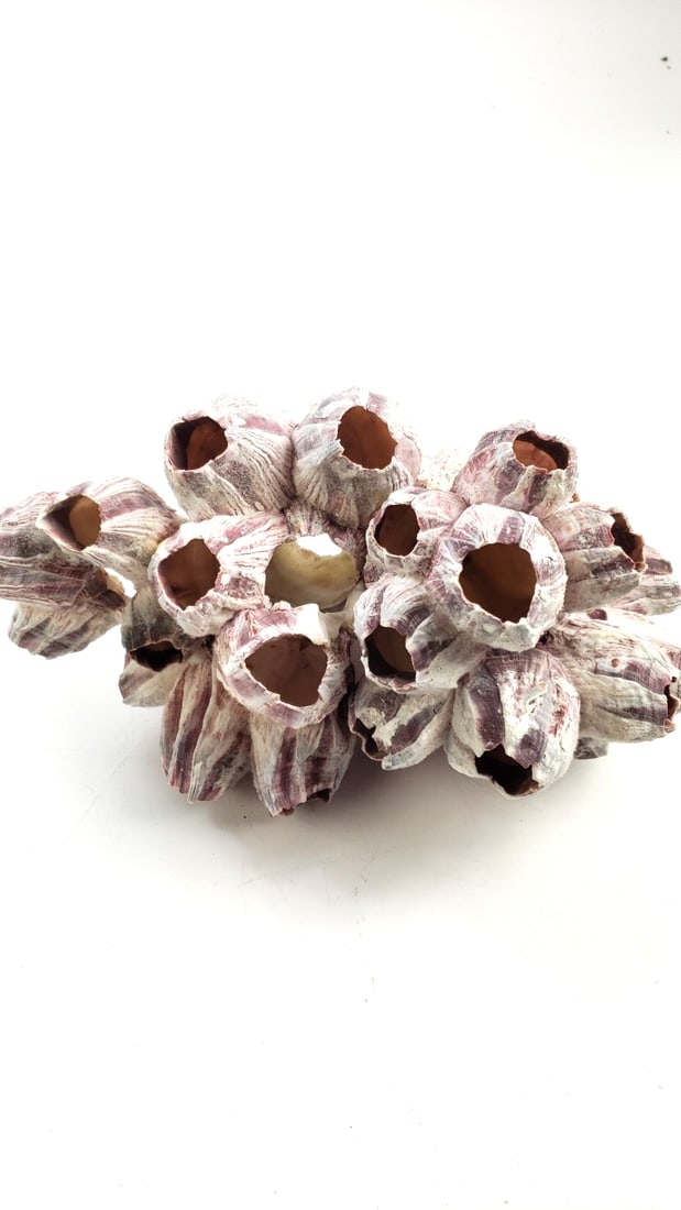 Decorative Barnacle Cluster Coral Light Red and White (1 of 4)