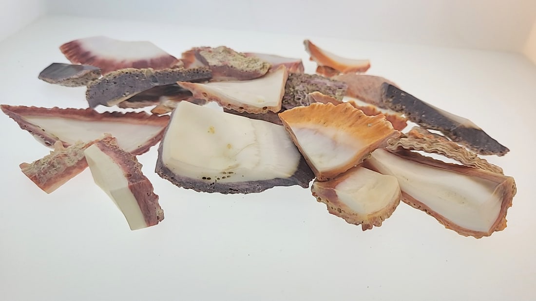 Thick Oyster Shell Pieces - Banded 15oz: This is a continuation of our pro jeweler's estate auction. These are from his personal collection, many faceted by himself. Gems were cataloged with the assistance of GIA certified jewelers. Weights