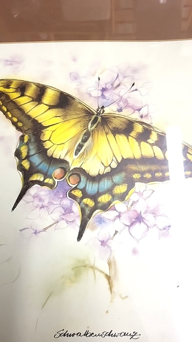 Framed Butterfly Art Print Swallowtail Signed Illustration 20" x 16" - 4