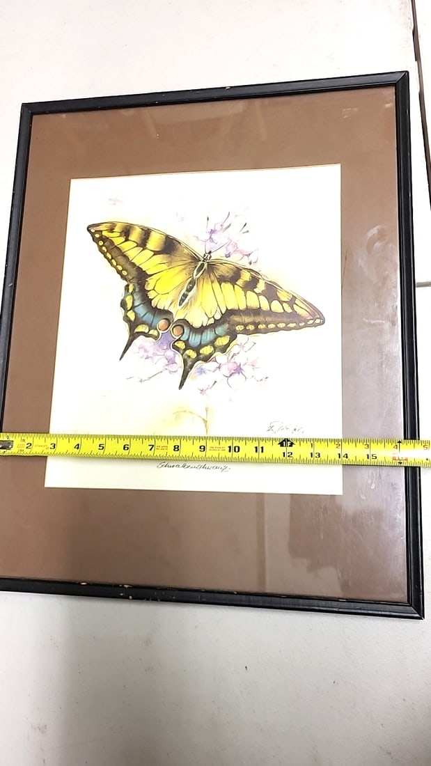 Framed Butterfly Art Print Swallowtail Signed Illustration 20" x 16" - 6