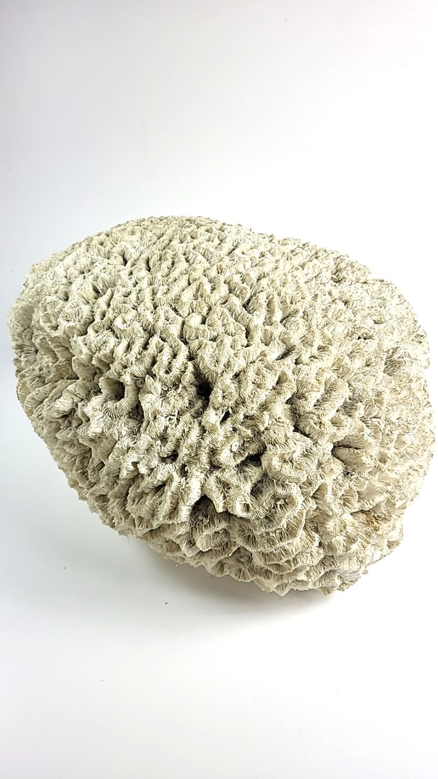 Gigantic White Brain Coral ðŸª¸ Fossil - Decorative Marine Natural Home Decor Oc: This is a general auction of estate goods. All items as as pictured. Local pick up will be on 3/14 at our warehouse in Sodo (3429 Airport Way S) from 10am-1pm. Items not picked up will be subjec