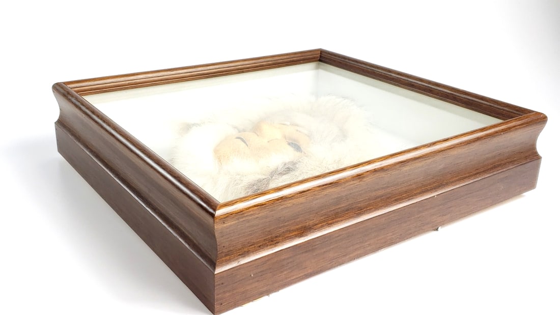Inuit Mask with Fur Trim in Glass Display Case 14" x 13" x 3" - 8