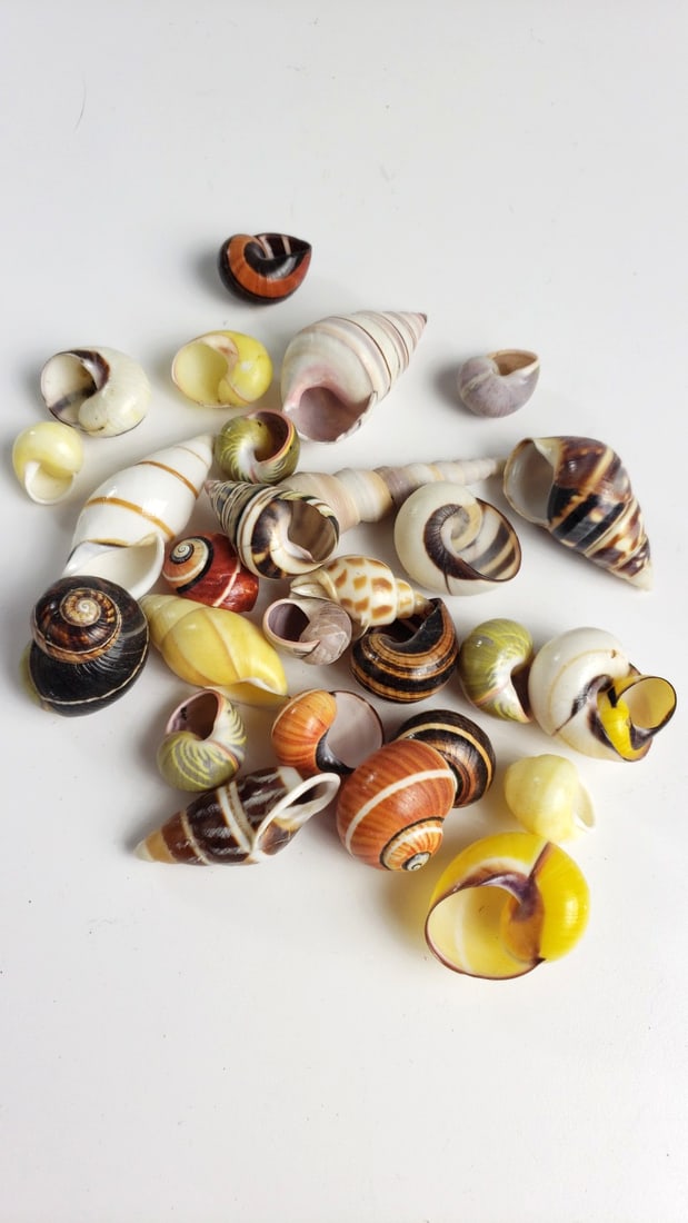 Assorted Mixed Color Decorative Seashells Lot, Spiral Snail Shells (1 of 6)