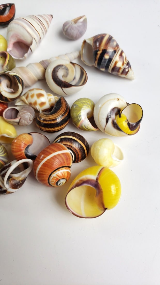 Assorted Mixed Color Decorative Seashells Lot, Spiral Snail Shells - 2