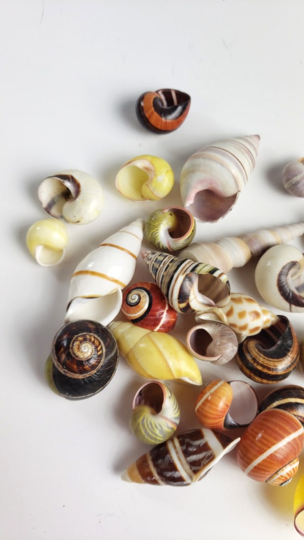 Assorted Mixed Color Decorative Seashells Lot, Spiral Snail Shells - 3