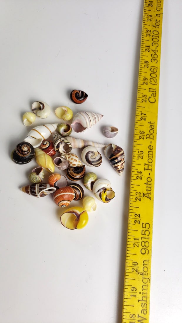 Assorted Mixed Color Decorative Seashells Lot, Spiral Snail Shells - 4