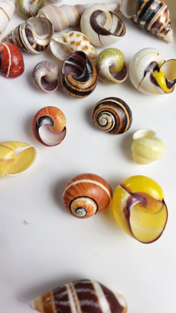 Assorted Mixed Color Decorative Seashells Lot, Spiral Snail Shells - 5
