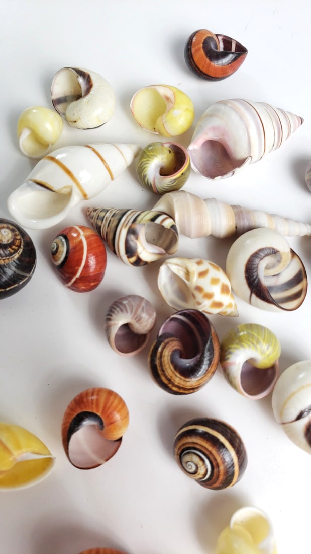 Assorted Mixed Color Decorative Seashells Lot, Spiral Snail Shells - 6