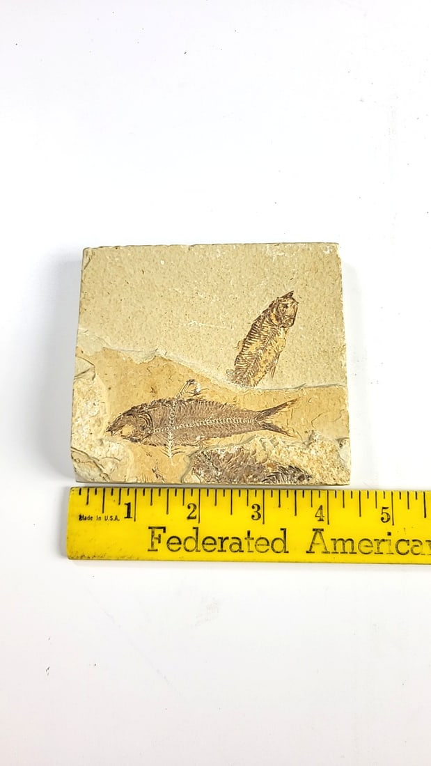 Multi Fish Fossil Limestone Slab, Approx. 4 X 3 In - 2