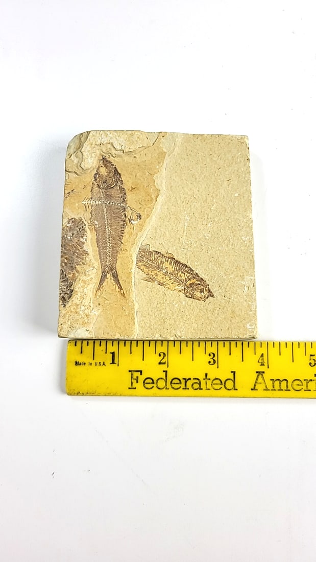 Multi Fish Fossil Limestone Slab, Approx. 4 X 3 In - 3