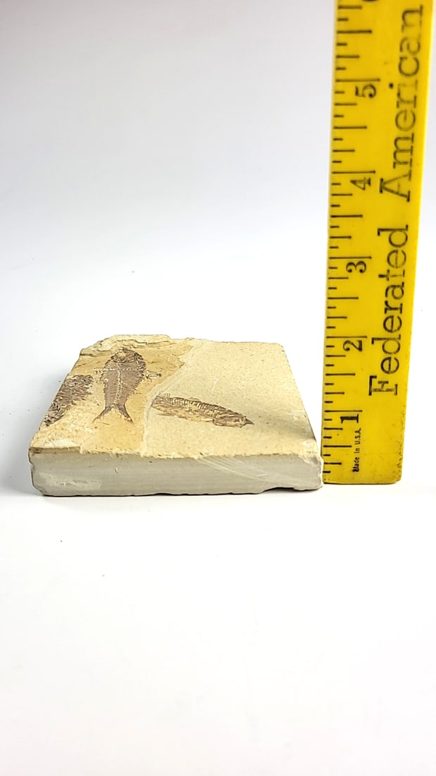 Multi Fish Fossil Limestone Slab, Approx. 4 X 3 In - 4