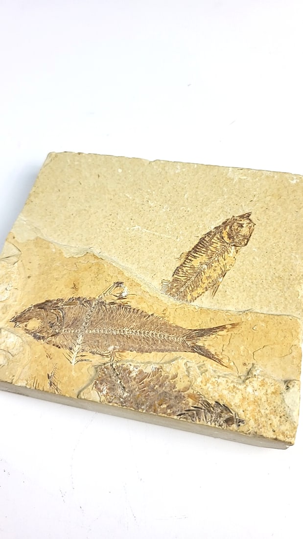 Multi Fish Fossil Limestone Slab, Approx. 4 X 3 In - 5