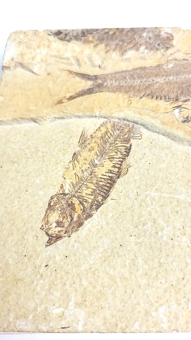 Multi Fish Fossil Limestone Slab, Approx. 4 X 3 In - 6