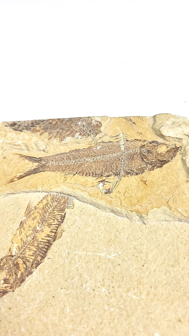 Multi Fish Fossil Limestone Slab, Approx. 4 X 3 In - 7