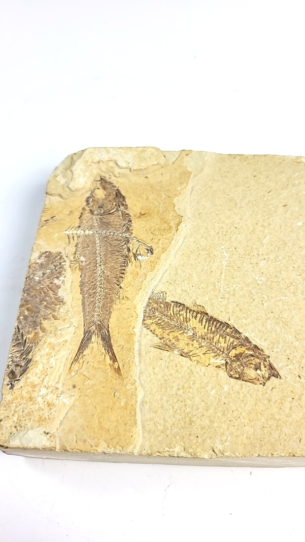 Multi Fish Fossil Limestone Slab, Approx. 4 X 3 In - 8