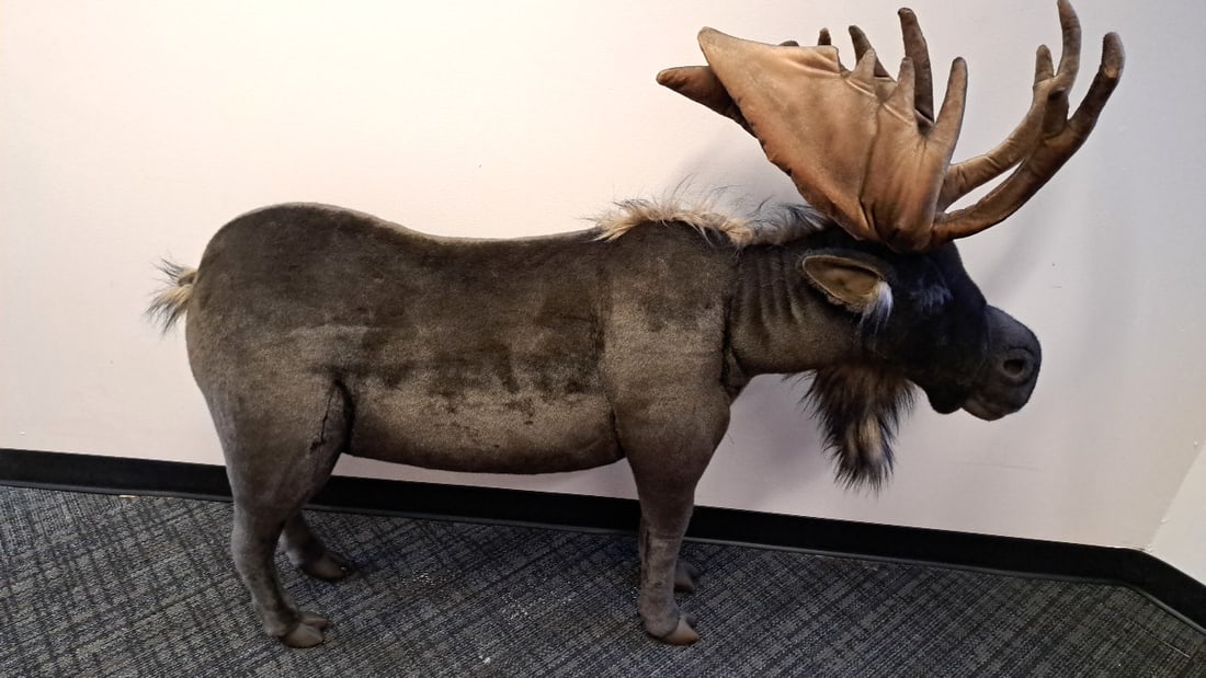 Hansa International Large Brown Plush Moose Stuffed Animal With Antlers 48 In: 70 x 49 x 26 25 lb we have gained a lot of experience shipping dolls from our previous auction. We offer in-house shipping. The shipping price shown in the listing is the liveshipping service by