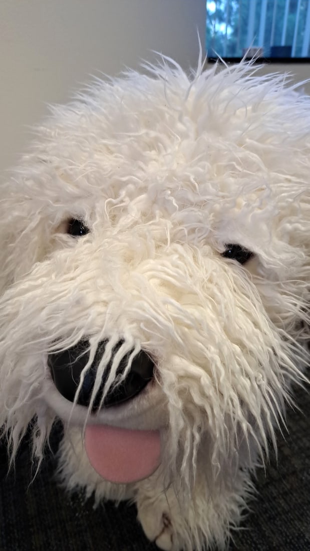 Large Shaggy White/gray Plush Dog Stuffed Animal, Approx. 40" Long - 2