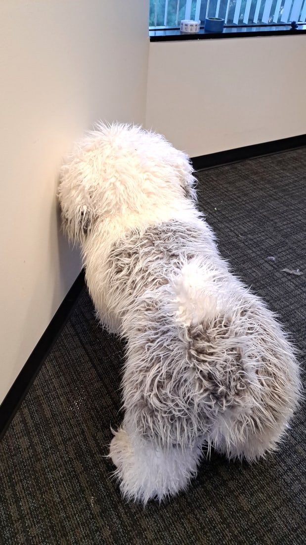 Large Shaggy White/gray Plush Dog Stuffed Animal, Approx. 40" Long - 4