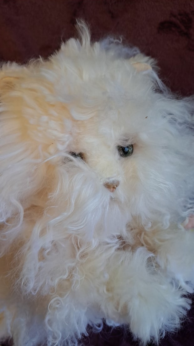 Wendy Brent Pyewacket Ii White Tibetan Fur Cat Plush German Eyes 1/50 - 2