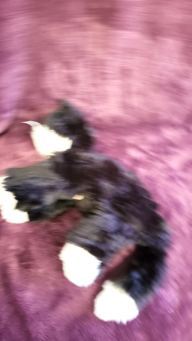 Mary Holdstad Artist Usher Kitten - 3