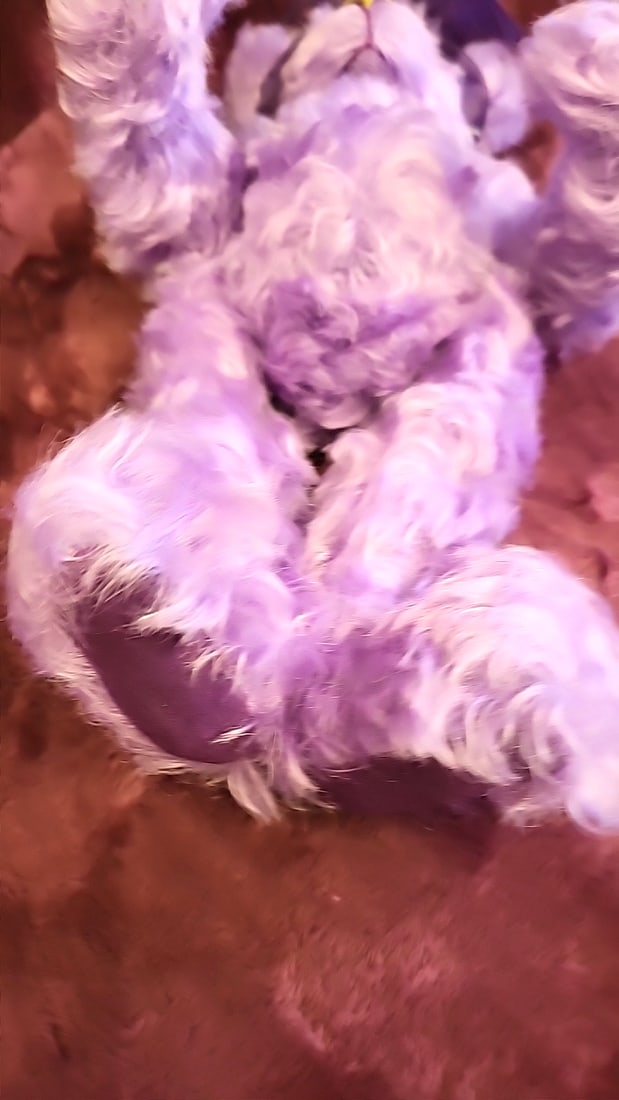 Deanna Ellis Artist Plush Teddy Bear - 4